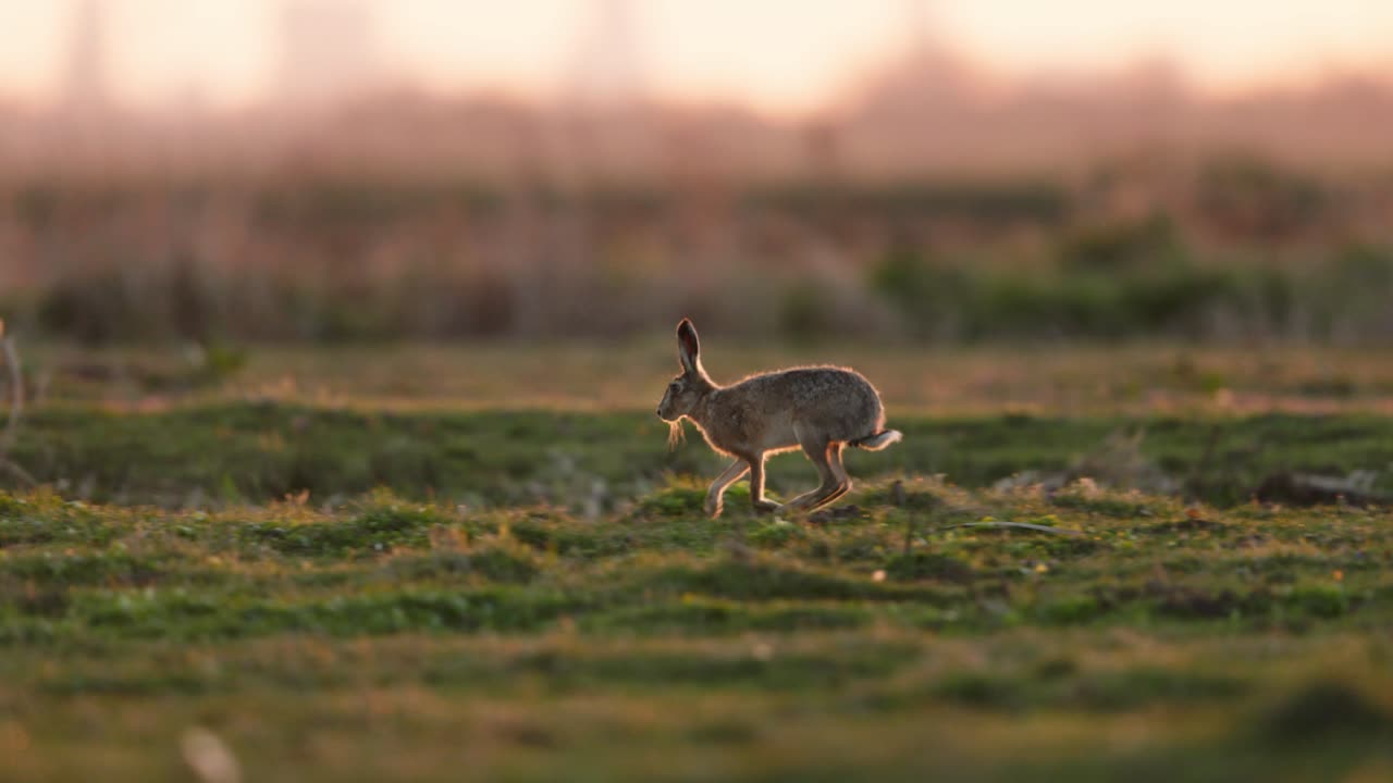 Hare in a field at sunset