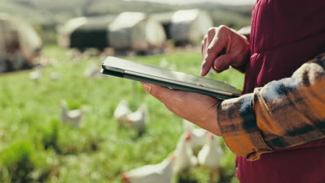 manos de granjero, pollos o tabletas para la agricultura