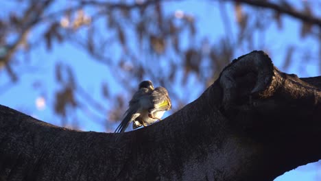 Der-Laute-Honigfresser-Manorina-Melanocephala-Sitzt-Hoch-Oben-Auf-Dem-Baum-Und-Putzt-Und-Pflegt-Sein-Gefieder-Vor-Den-Wunderschönen-Violetten-Jacaranda-Blüten-Im-Frühling,-Nahaufnahme