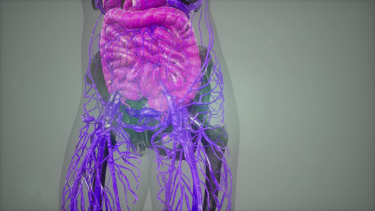 ilustración de anatomía humana con todos los órganos