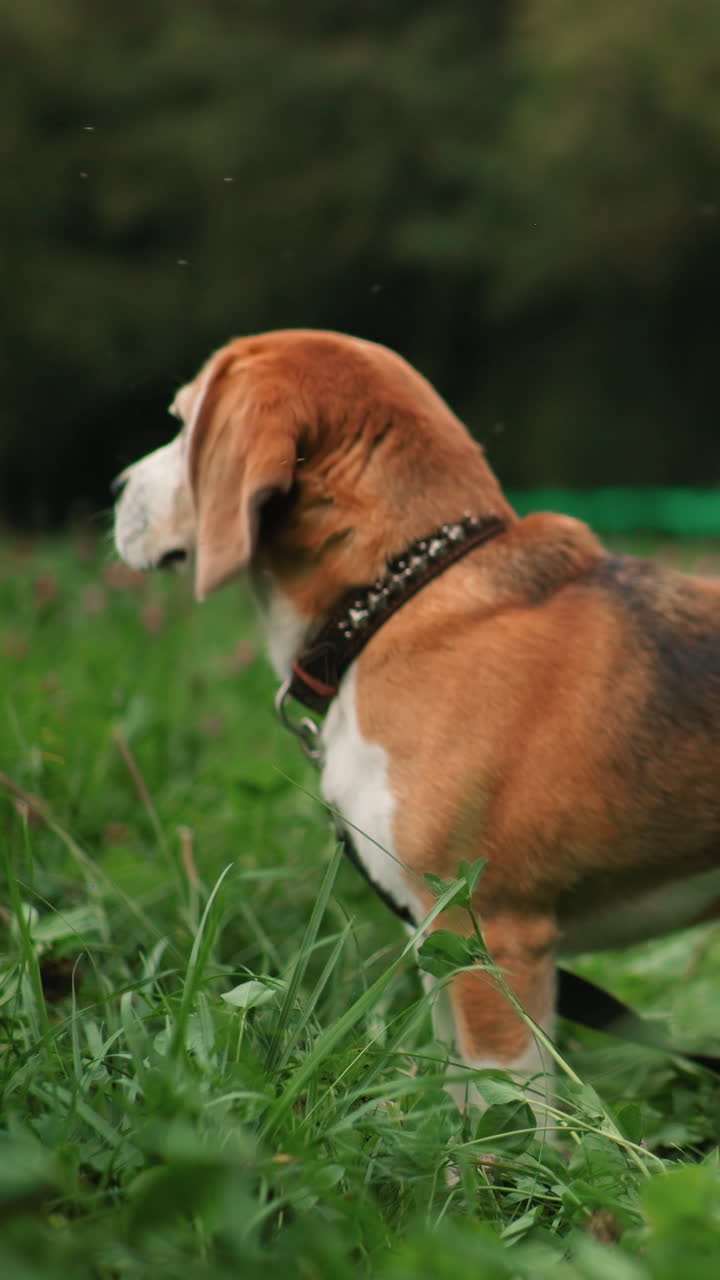 beagle sentado esperando una golosina en la hierba, perro tranquilo y obediente fijando la mirada en la mano, retrato delicado en un prado de tréboles, hocico envejecido y pelaje suave, quietud paciente, tierno vínculo entre mascota y dueño