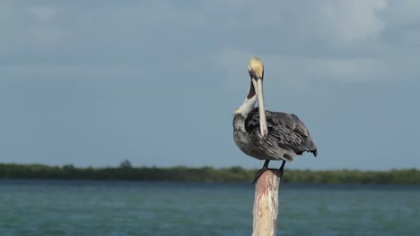 Largartos-Birds-13