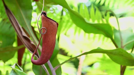 Tropische-Kannenpflanze,-Nepenthes-Ampullaria