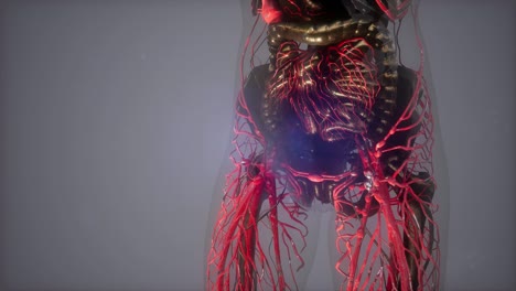 cuerpo humano con vasos sanguíneos brillantes