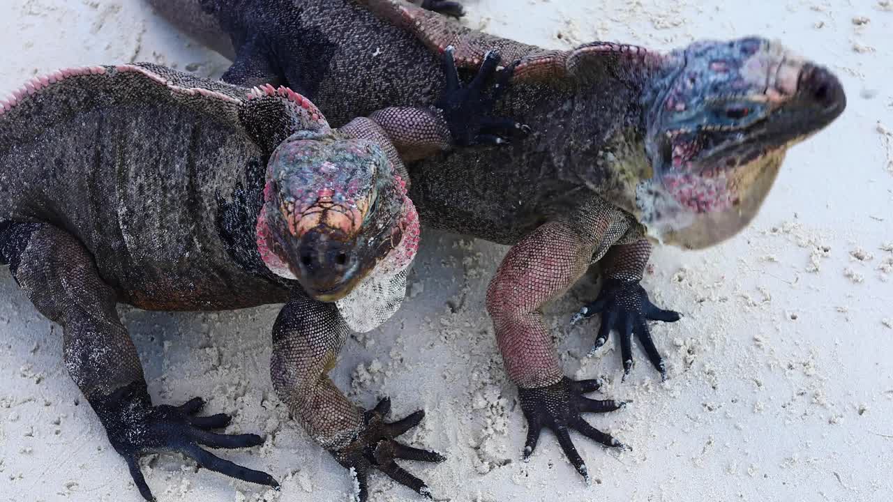 video estático de 2 iguanas de roca del norte de las bahamas cyclura cychlura