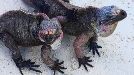 static video of 2 northern bahamian rock iguanas cyclura cychlura