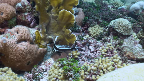 an adult spotted drum fish swimming up and down on beautiful, healthy coral reef, in between fire and brain corals in the caribbean sea in curacao