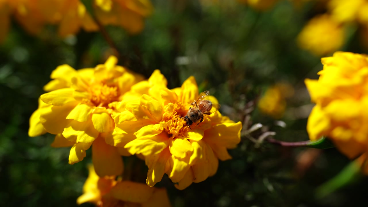 Un vivace primo piano di un'ape che raccoglie nettare da fiori arancioni brillanti nell'Albert Park di Auckland, Nuova Zelanda, durante una soleggiata giornata primaverile.