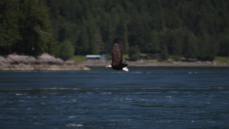 An-Eagle-flying-in-British-Columbia-Canada-over-the-ocean-looking-for-fish