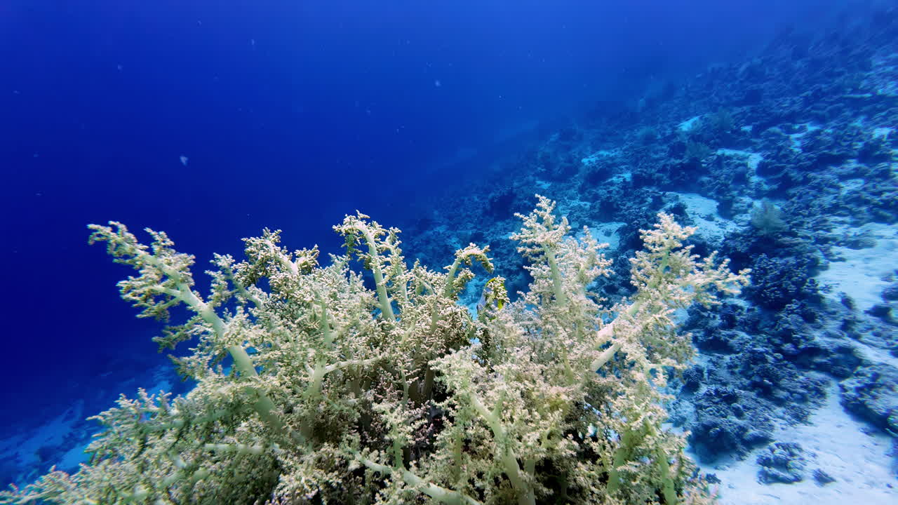 은 바다 바닥에 있는 수중 식물과 물고기의 포브