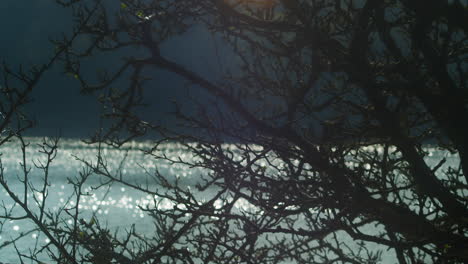 sparkling waters viewed behind old bare tree by the river on a sunny day - static