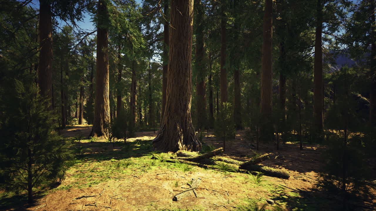 Maestosa foresta secolare con alberi imponenti e luce solare filtrata.