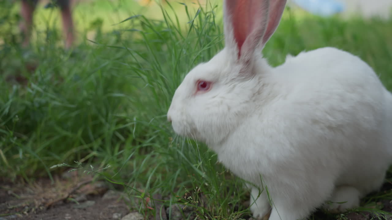 Fast Rabbit Runs Through Grass, Energetic White Rabbit Swiftly Moves Through Garden Vegetation, Bright Daylight Captures Lively Rabbit Dashing Past Camera With Energetic And Blurred Motions