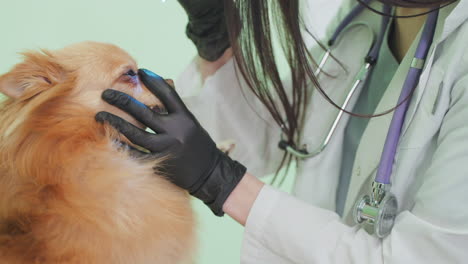 veterinarian examining a dog