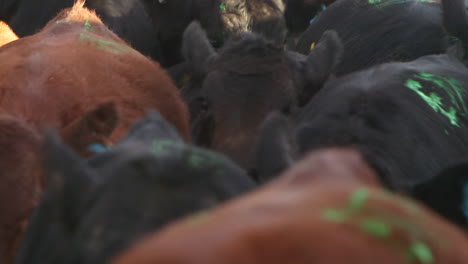 Herd-of-brown-and-black-cattle-walking-down-dirt-road-to-graze-or-slaughter