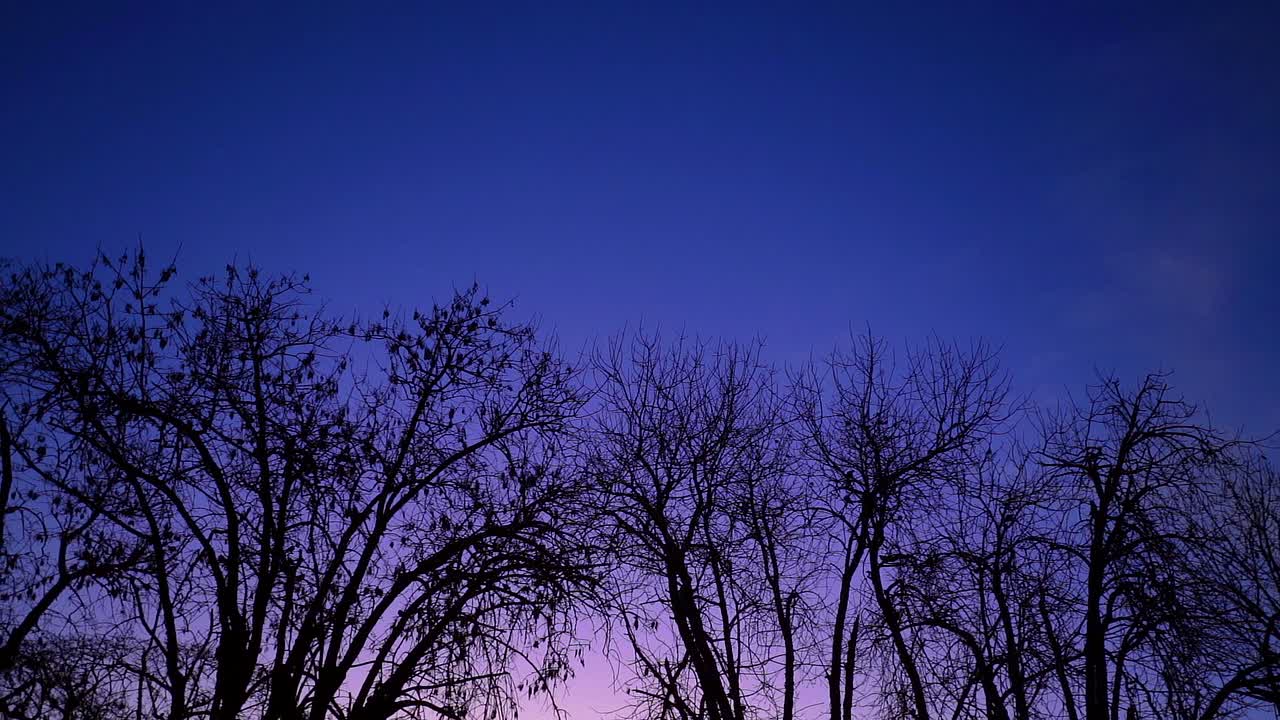 Rotating slow-motion view of tree branches and the moon at dusk