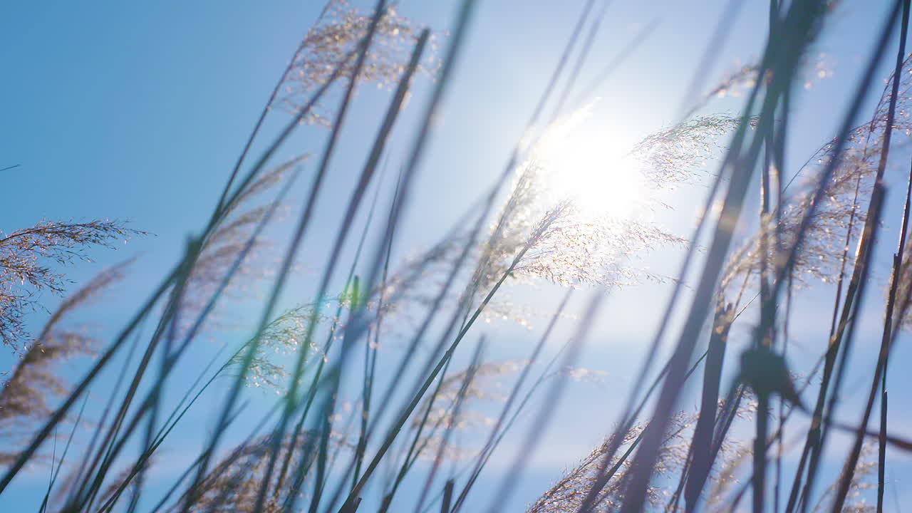 Sunset Through The Reeds Silver Feather Grass Swaying In Wind 4