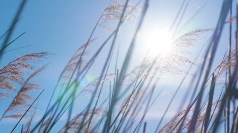 Sonnenuntergang-Durch-Das-Schilf-Silberfedergras-Im-Wind-Wiegend-4-Wind