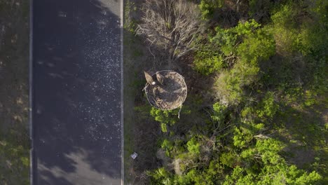 Aerial-view-of-osprey-nest-atop-wooden-pole-in-civilized-woodland-area