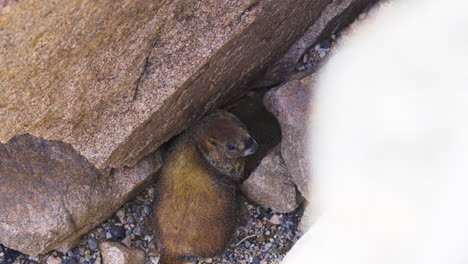 adorable marmota de las montañas rocosas cavando en busca de comida