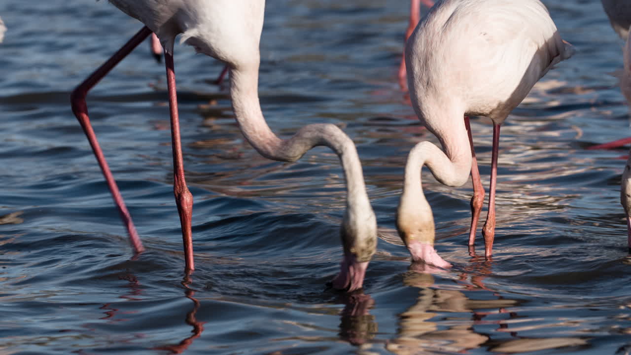 플라밍고 키네 4k 19