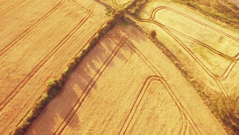 Drone-footage-of-golden-fields-