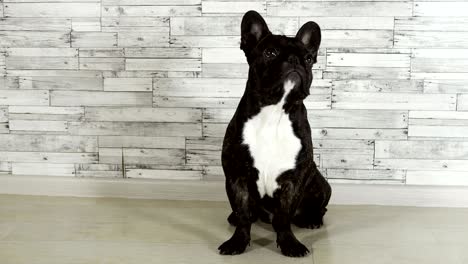 animal dog breed french bulldog sitting