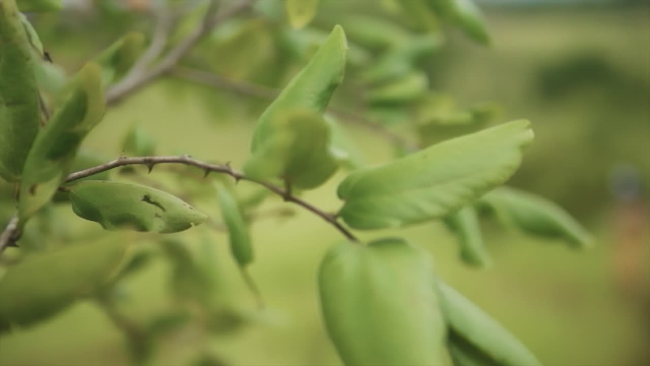 una toma panorámica de cerca de una rama de árbol y espinas que protegen al árbol de la pérdida de agua y de los animales de navegación, india