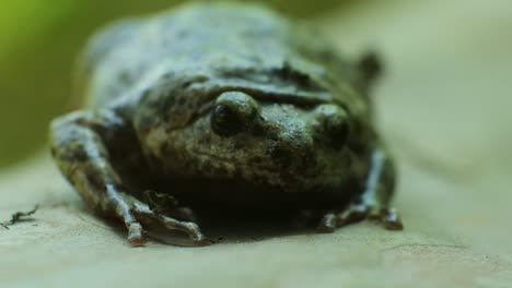 Flusskröte-Oder-Malaiischer-Riesenkrötenfrosch