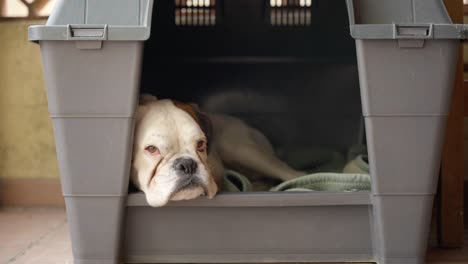 Adorable-and-peaceful-white-boxer-dog-resting-in-kennel