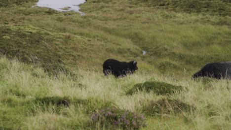 faroese black goats in wilderness grazing between dune lanscape