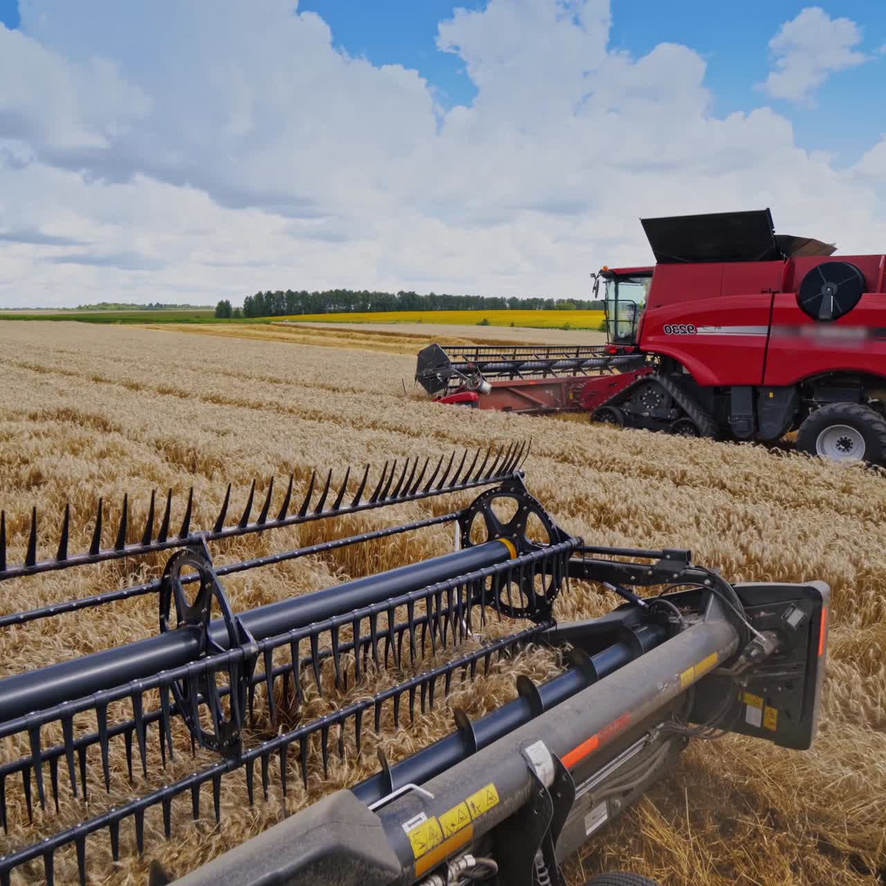 Gathering crop in the field. Two combine harvesters collecting ripe wheat under blue sky. Machine knives cutting spikelets. View from combine machine.