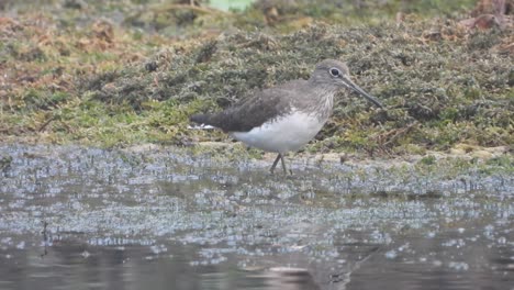 Sandpiper-in-pond-area-.