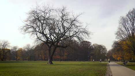 lonely tree in autumn in pole mokotowskie park in warsaw, poland