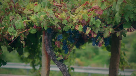 small vineyard slow motion gimbal shot