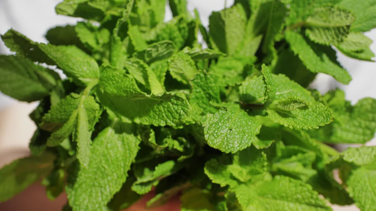Woman holding Green leaves of fresh fragrant mint with water drops close-up