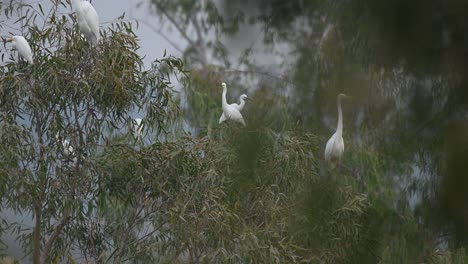 flock of egrets on tree in morning