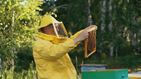 beekeeper inspecting honeycomb