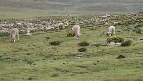 Rebaño-De-Ovejas-Gordas-Y-Lanudas-Pastan-Hierba-Verde-En-Una-Sabana-Abierta-Expansiva