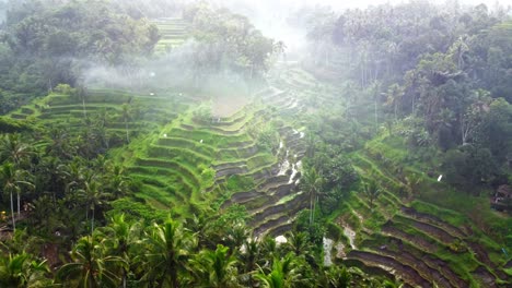 immagini aeree in 4k: serena mattina nebbiosa alle terrazze di riso di tegalalang dell'unesco, ubud, bali