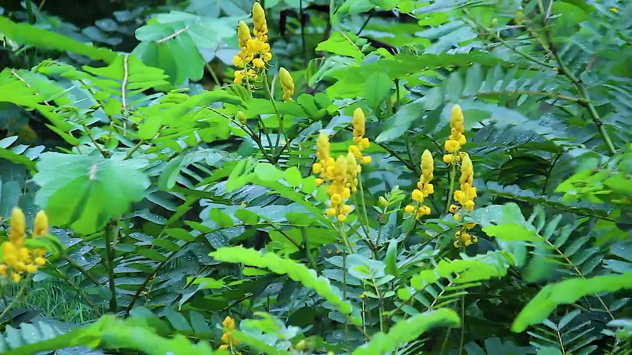 Yellow senna flower spikes swaying wind monsoon rainforest, dense green foliage with raindrops, tropical wildflower closeup nature footage.