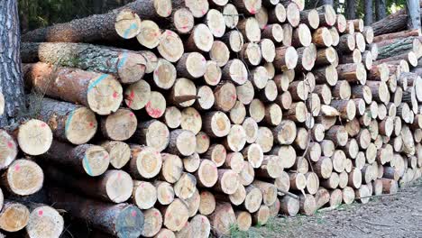 pile of wood. a view of huge stacks of logs.