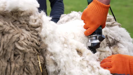 man shearing the sheep. shearer working in the farm.