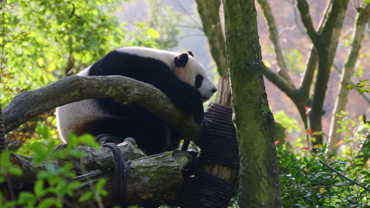 中国・成都の都江堰パンダ保護区で木の枝の上で眠るジャイアントパンダ - 広角