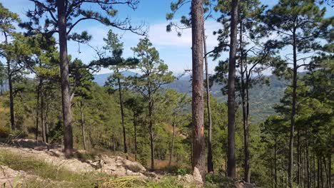 Panorámica-Que-Muestra-Un-Hermoso-Bosque-Visto-Desde-La-Cima-De-Una-Montaña