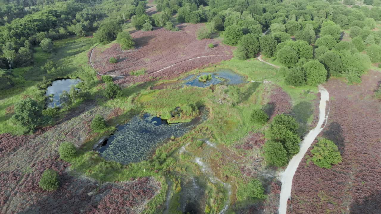 vista aérea del floreciente brezal púrpura con estanques y agua en el parque nacional de mainweg, países bajos - imágenes de drones de 4k