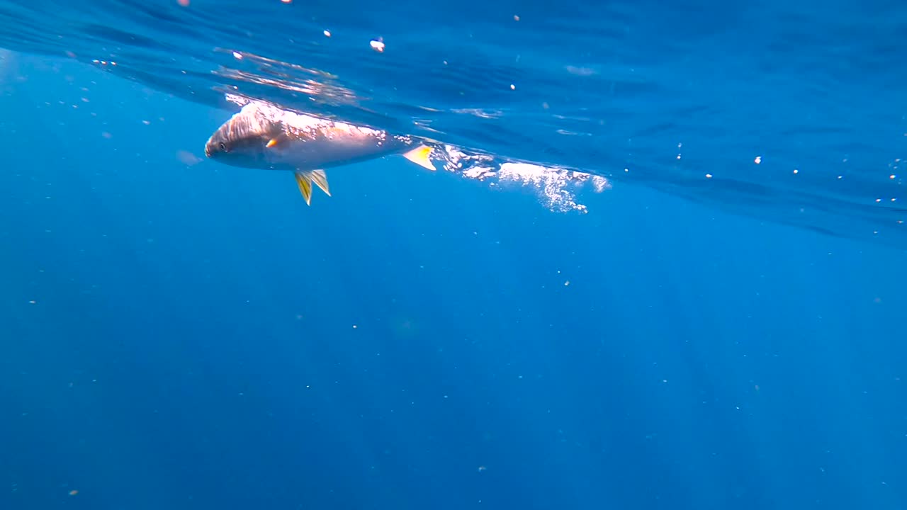어부가 낚은 방어 물고기가 장대를 바다 깊은 곳으로 끌어당깁니다.