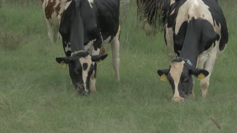 herd of cows grazing in green meadow - close up