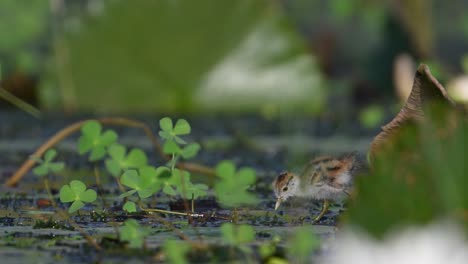 chick of pheasant tailed jacana coming out from hide