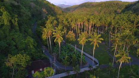 Schöne-Aussicht-Auf-Viele-Kokospalmen-In-Der-Crystal-Bay-Area---Nusa-Penida,-Indonesien